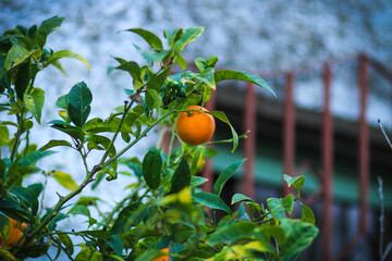 Oranges on a tree . 
Oranges growing on a tree on green leaves background.