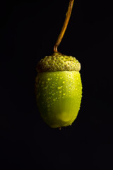 not ripe green oak acorn close-up © rsooll