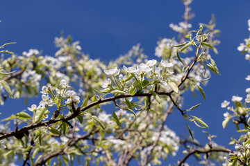 sunny weather in an orchard with pears