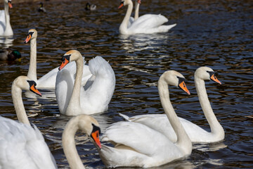 white swans who arrived in eastern Europe in the spring to raise offspring