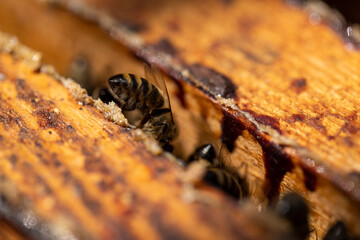 a bee hive with honey bees in sunny weather in summer