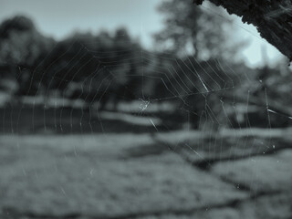 teia aranha preto branco