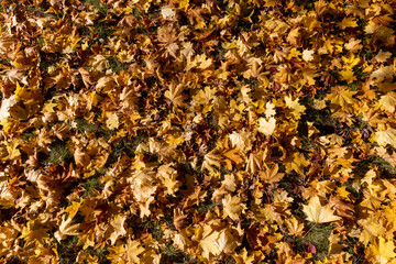 the dry foliage of yellow maples lies on the ground