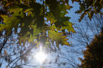 yellowing oak foliage against a blue sky in sunny autumn weather