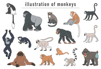 サルの仲間の手描きイラストセット © slantwise