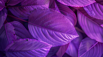 
Closeup view of abstract purple leaves texture background, purple, leaves, texture, abstract, nature, closeup, background