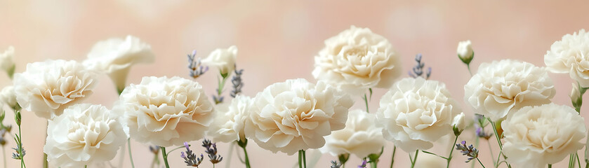 Cream Carnations Flower Illustration
