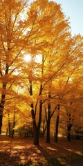 Golden sunlight bathes vibrant autumn leaves on trees, crisp air, tranquil, peaceful