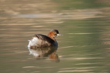 Little grebe swimming peacefully on calm water.