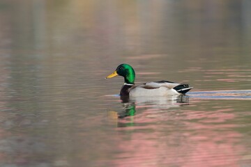 Mallard Duck on Reflective Pond