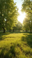 Fototapeta premium Sun-drenched meadow, vibrant green trees, summer landscape, photography,photo,breathtaking