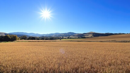 Golden Wheat Field Under Bright Sunlight and Clear Blue Sky