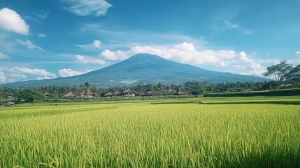 Obraz premium Scenic view of lush rice fields with mountains under a blue sky in a tranquil village setting