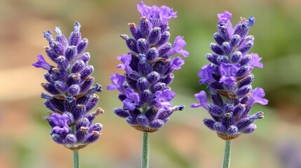 Obraz premium Beautiful Lavender Flowers in Bloom with Purple Petals and Stems