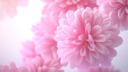 Delicate pink flowers in soft lighting display.