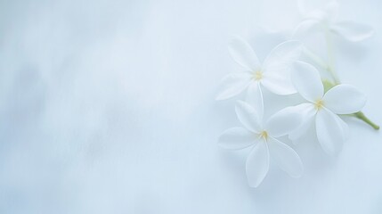 Delicate white flowers on a soft background.