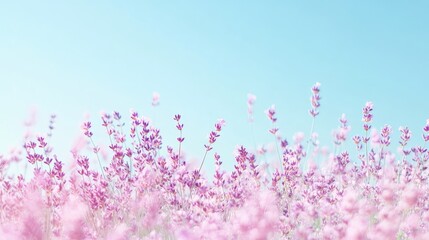 Obraz premium Soft Pink Lavender Field Under a Bright Blue Sky during Daylight