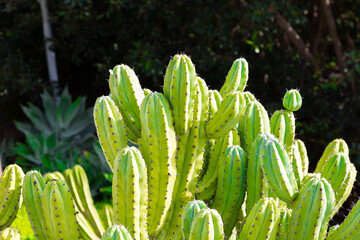 Cactus growing in botanical garden, close up showing spines and texture