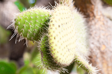 Cactus growing in botanical garden, close up showing spines and texture