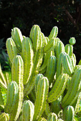 Cactus growing in botanical garden, close up showing spines and texture
