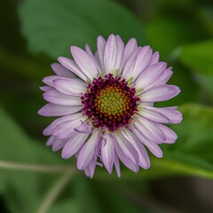 Obraz premium Beautiful flowers in Ho Chi Minh City Park, Vietnam