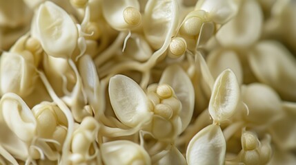 Vigna umbellata sprouting seeds close-up showcasing unique textures and details of seed development in botanical settings