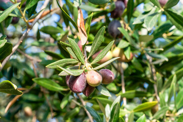 Olive fruit with olive branches. Olives ripen on the tree. Spain.