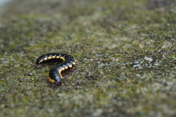 caterpillar on a leaf