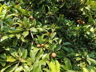 green foliage of  Sapodilla tree and fruit