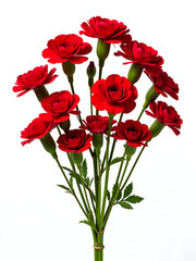 Obraz premium Seventy Red Carnations Isolated Against A Clean White Background Create A Striking Visual Arrangement. 00002