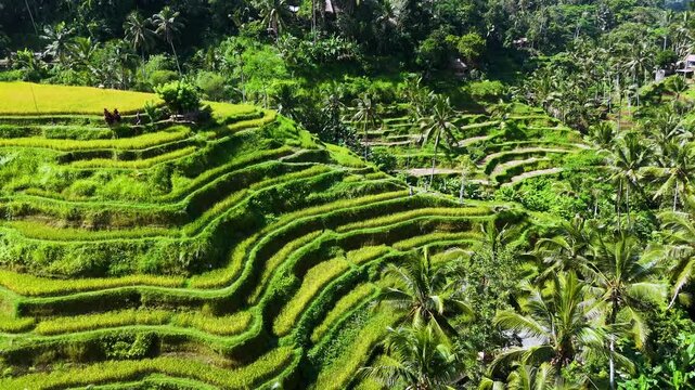 Tegallalang rice terrace in the Gianyar Regency, Bali, Indonesia