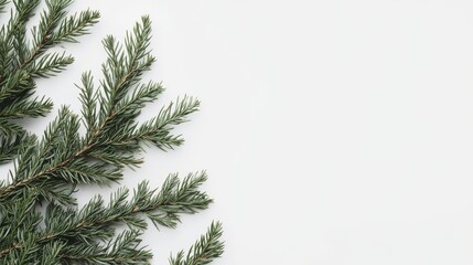 Obraz premium Lush evergreen branches on a white background.