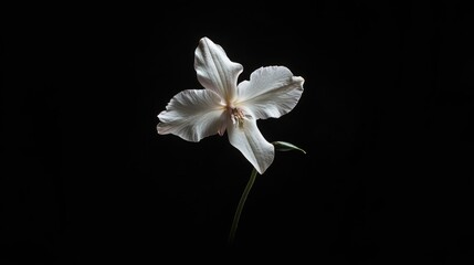 Elegant white orchid flower on a black background showcasing intricate details perfect for nature-themed decor and wallpapers