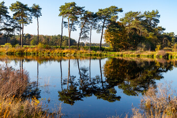 Mirror forest lake with reflection in winter sunny day, Kempen regio in North Brabant, Netherlands