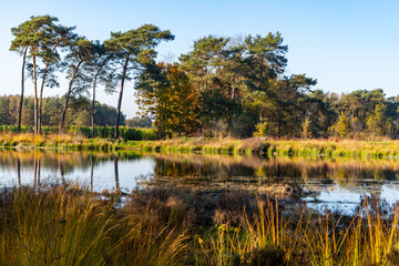 Obraz premium Mirror forest lake with reflection in winter sunny day, Kempen regio in North Brabant, Netherlands