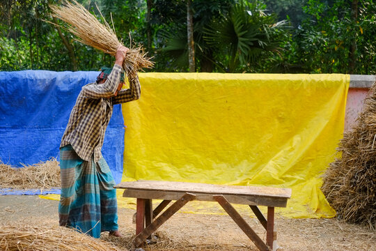South asian rural farmer threshing dried crops on a wooden table 