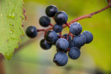 Harvest time on terraced vineyards in Moselle river valley, Germany and Luxembourg, Grauer burbunder or Pinot gris grapes on vine