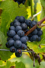 Harvest time on terraced vineyards in Moselle river valley, Germany and Luxembourg, Grauer burbunder or Pinot gris grapes on vine