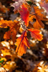 Fall of leaves in autumn, colorful american oak tree leaves close up