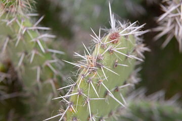 Close up of cactus growing in desert sunlight