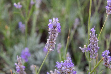 Lavender flowers blooming in a field on a sunny day