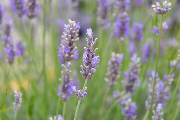 Lavender flowers blooming in a field on a sunny day