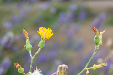 Lavender flowers blooming in a field on a sunny day