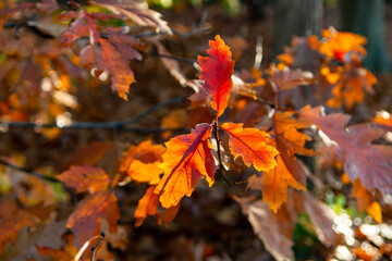 Fall of leaves in autumn, colorful american oak tree leaves close up