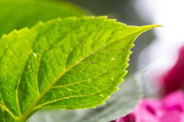 Water droplets sticking to green leaf surface