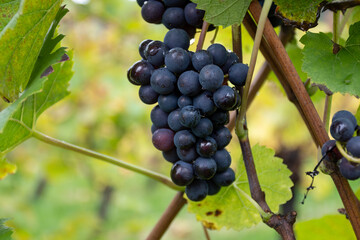 Harvest time on terraced vineyards in Moselle river valley, Germany and Luxembourg, Grauer burbunder or Pinot gris grapes on vine