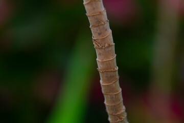 Water droplets sticking to green leaf surface