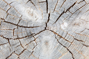 Fototapeta premium Yellow lichen growing on old tree trunk forming a beautiful pattern