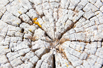 Yellow lichen growing on old tree trunk forming a beautiful pattern