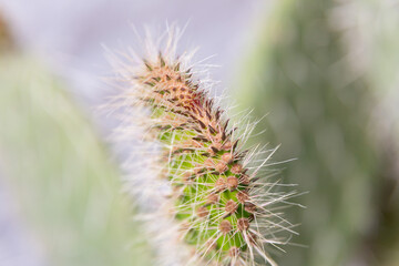 Close up of cactus growing in desert sunlight